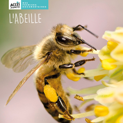 Documentaire L'abeille