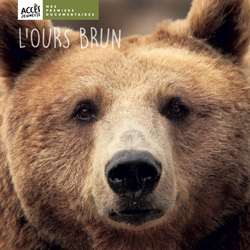 Documentaire L'ours brun