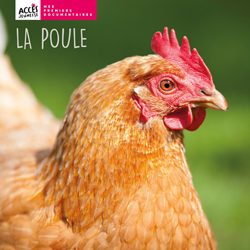 Documentaire La poule