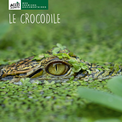 Documentaire Le crocodile