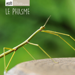 Documentaire Le phasme